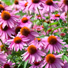 Echinacea-Extrakt - Cardiform Inhaltsstoffe 